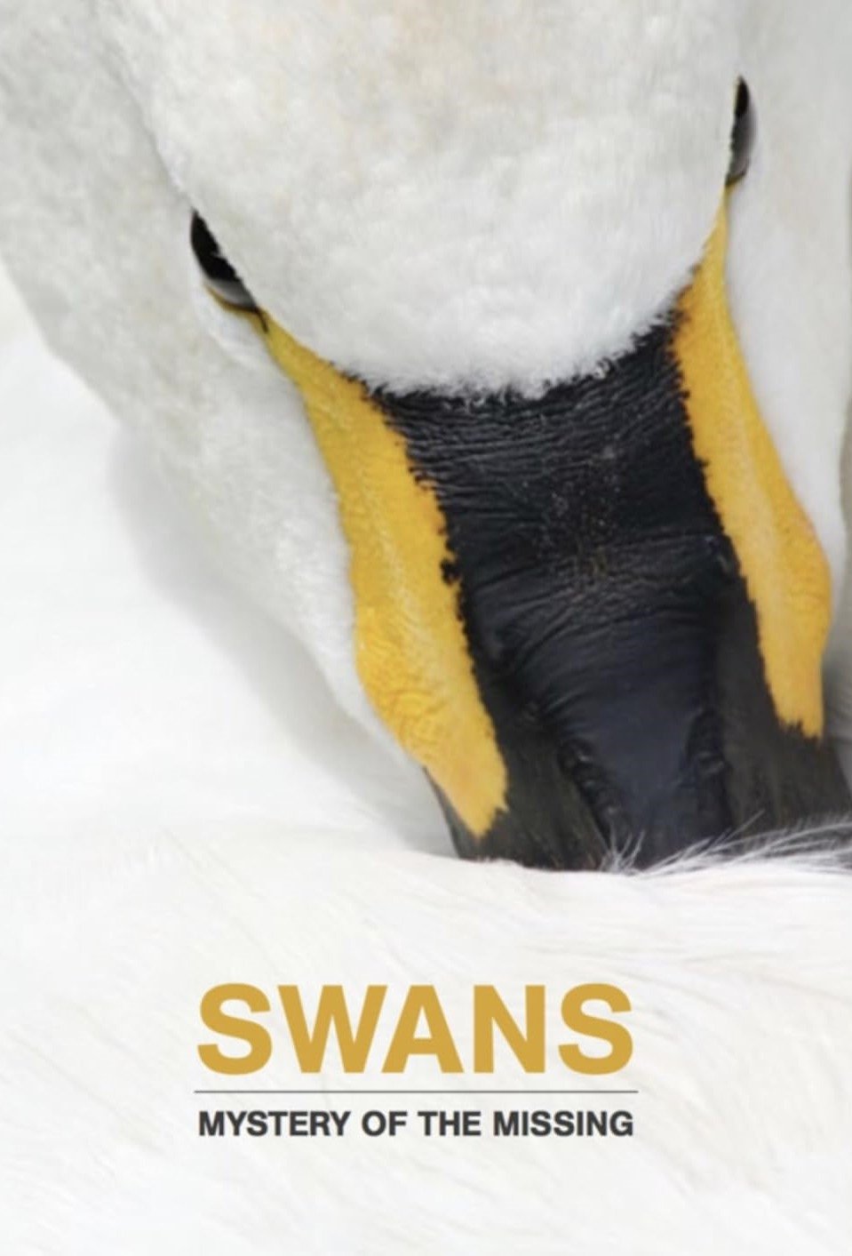 Постер Swans: Mystery of the Missing